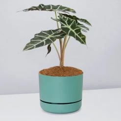 Pot + Plant Gift Box Alocasia Lowii Polly Amazonica - Pot + Plant + Soil