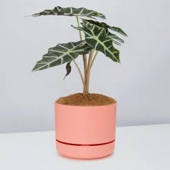 Pot + Plant Gift Box Alocasia Lowii Polly Amazonica - Pot + Plant + Soil