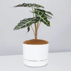 Pot + Plant Gift Box Alocasia Lowii Polly Amazonica - Pot + Plant + Soil