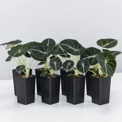 Indoor Garden Alocasia Reginula 'Black Velvet' Elephant Ears Plant Alocasias