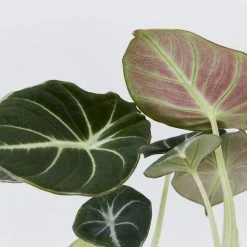 Indoor Garden Alocasia Reginula 'Black Velvet' Elephant Ears Plant Alocasias