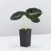 Indoor Garden Alocasia Reginula 'Black Velvet' Elephant Ears Plant Alocasias