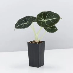 Indoor Garden Alocasia Reginula 'Black Velvet' Elephant Ears Plant Alocasias