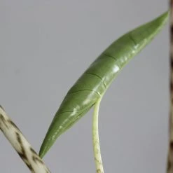 Indoor Garden Alocasia Zebrina Alocasias
