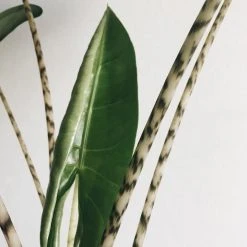 Indoor Garden Alocasia Zebrina Alocasias