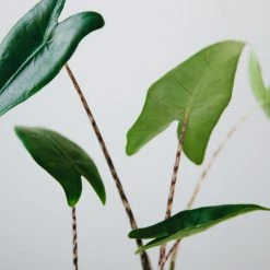 Indoor Garden Alocasia Zebrina Alocasias