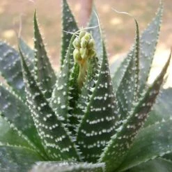 Succulents Pool Friendly Plants Aloe Aristata