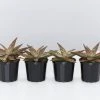 Succulents Pool Friendly Plants Aloe Christmas Cracker
