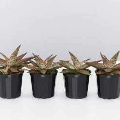 Succulents Pool Friendly Plants Aloe Christmas Cracker