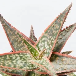 Succulents Pool Friendly Plants Aloe Christmas Cracker