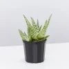 Succulents Full Sun Aloe X Doran Black
