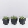 Succulents Aloe Grey Ghost Full Sun