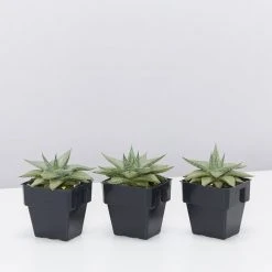 Succulents Aloe Grey Ghost Full Sun