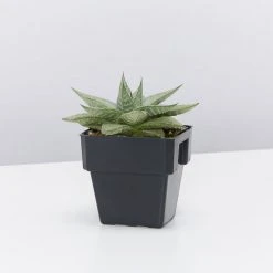 Succulents Aloe Grey Ghost Full Sun
