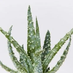 Succulents Aloe Orcus