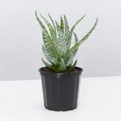 Succulents Aloe Orcus