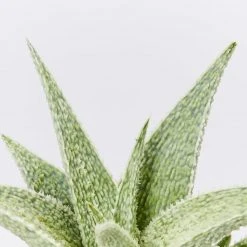 Succulents Aloe X Paul Hutchinson Full Sun