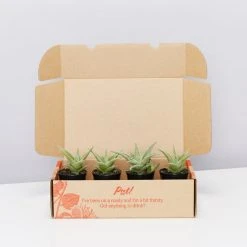 Succulents Aloe X Paul Hutchinson Full Sun