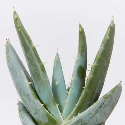 Succulents Full Sun Aloe Peglerea
