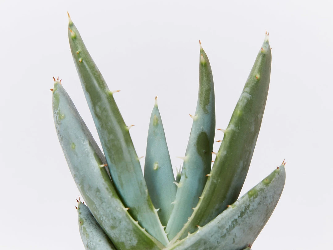 Succulents Full Sun Aloe Peglerea 4 Succulents Full Sun Aloe Peglerea