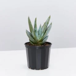 Succulents Full Sun Aloe Peglerea