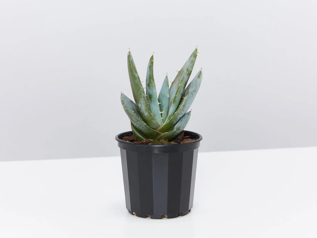 Succulents Full Sun Aloe Peglerea 3 Succulents Full Sun Aloe Peglerea