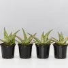 Succulents Full Sun Aloe Sandro X Daenerys 2 Succulents Full Sun Aloe Sandro X Daenerys