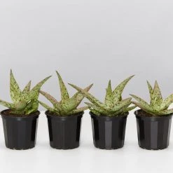 Succulents Full Sun Aloe Sandro X Daenerys