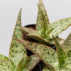 Succulents Full Sun Aloe Sandro X Daenerys