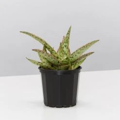 Succulents Full Sun Aloe Sandro X Daenerys