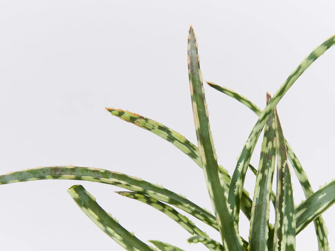 Succulents Aloe Spotted Kiwi 4 Succulents Aloe Spotted Kiwi