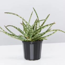 Succulents Aloe Spotted Kiwi