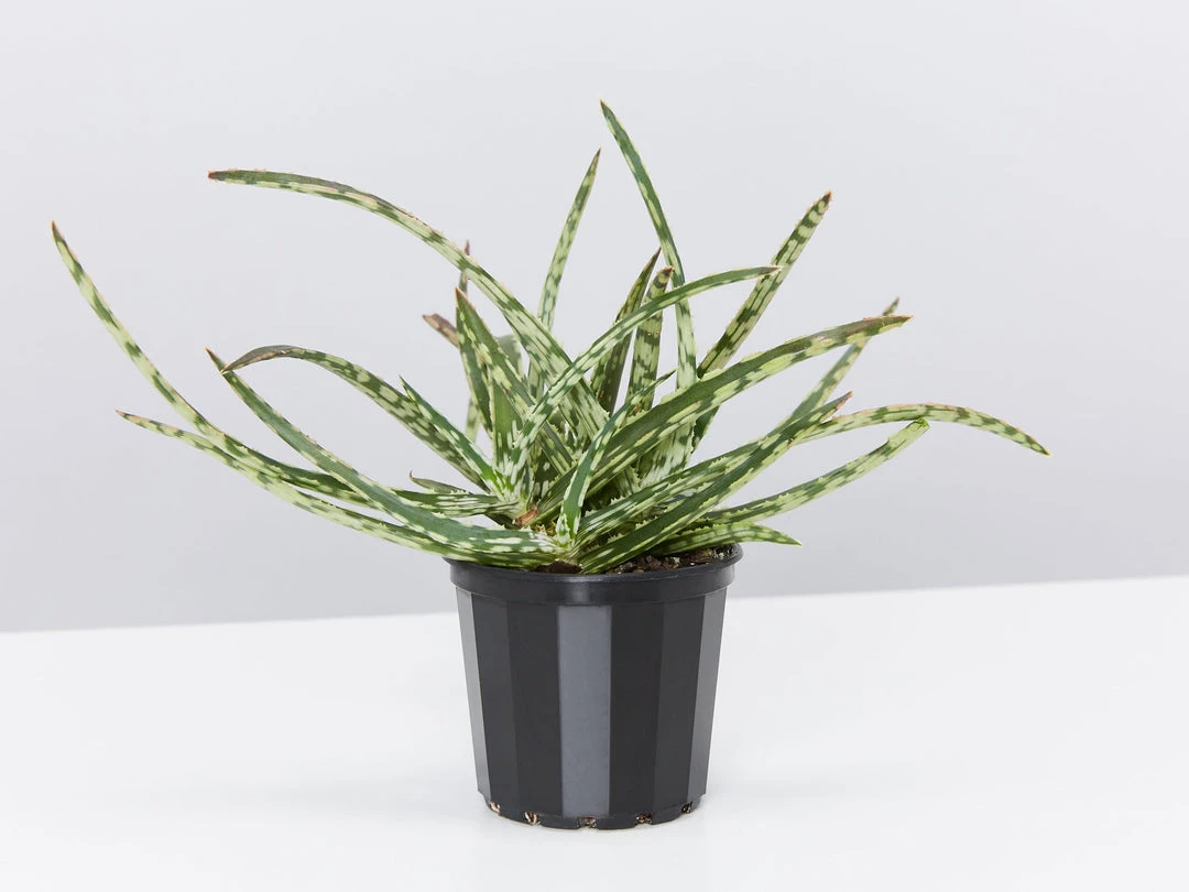 Succulents Aloe Spotted Kiwi 3 Succulents Aloe Spotted Kiwi