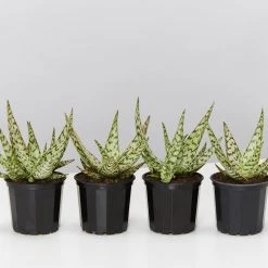 Succulents Full Sun Aloe Wunderkind