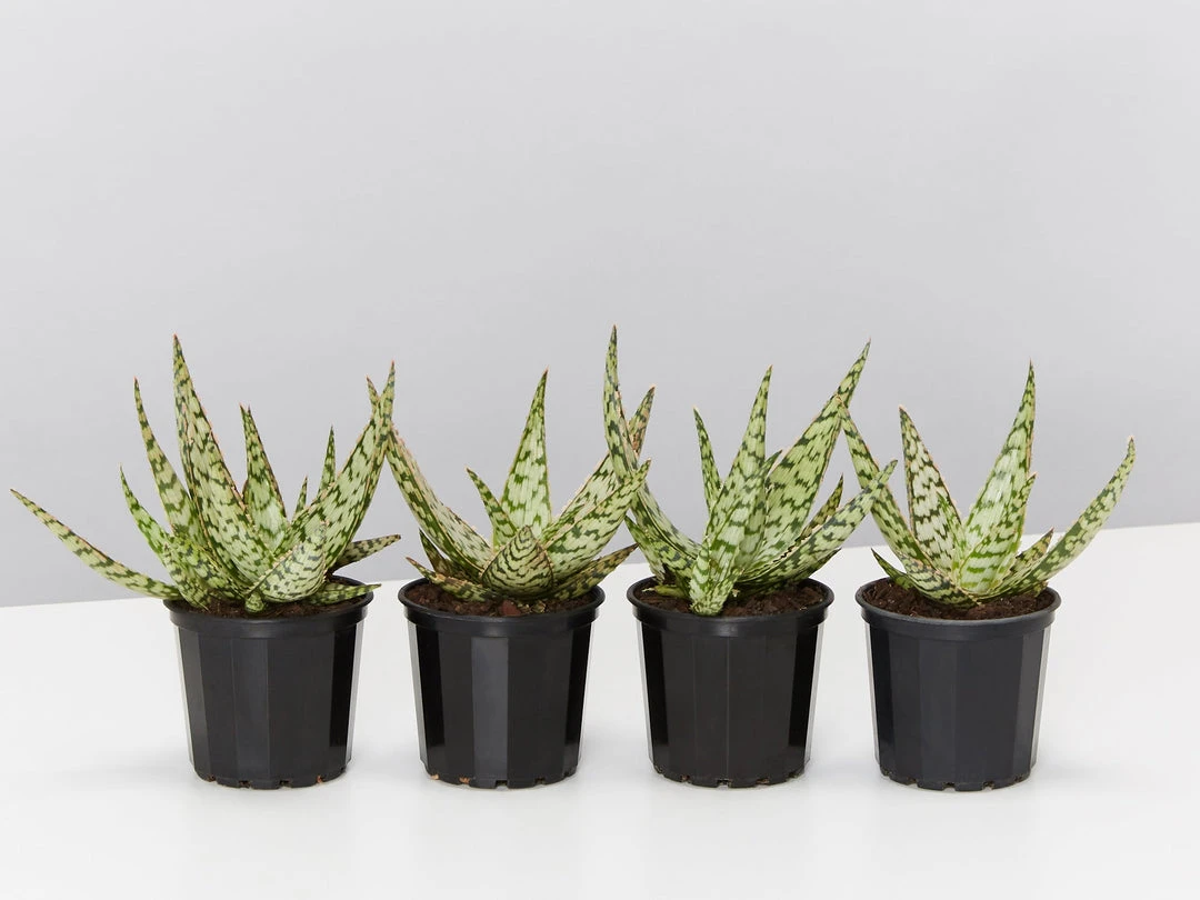 Succulents Full Sun Aloe Wunderkind 3 Succulents Full Sun Aloe Wunderkind