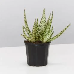 Succulents Full Sun Aloe Wunderkind 8 Succulents Full Sun Aloe Wunderkind