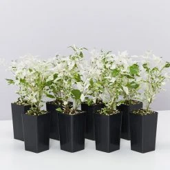 Shrubs Alternanthera Ficoidea Snow On The Mountain