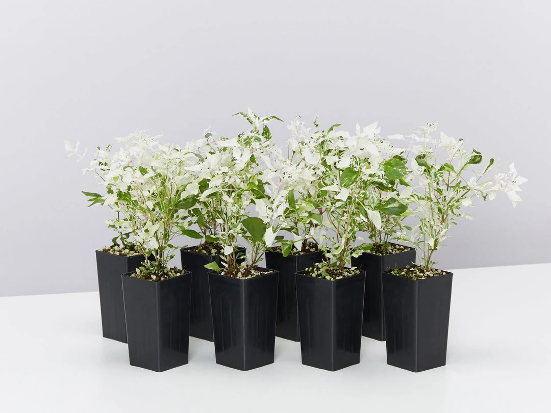 Shrubs Alternanthera Ficoidea Snow On The Mountain 3 Shrubs Alternanthera Ficoidea Snow On The Mountain