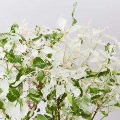 Shrubs Alternanthera Ficoidea Snow On The Mountain