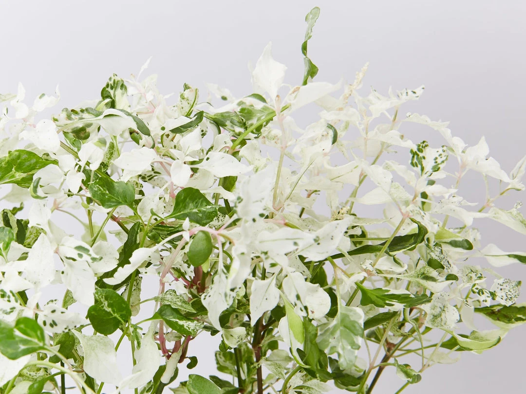 Shrubs Alternanthera Ficoidea Snow On The Mountain 4 Shrubs Alternanthera Ficoidea Snow On The Mountain