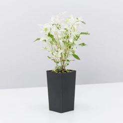 Shrubs Alternanthera Ficoidea Snow On The Mountain 8 Shrubs Alternanthera Ficoidea Snow On The Mountain