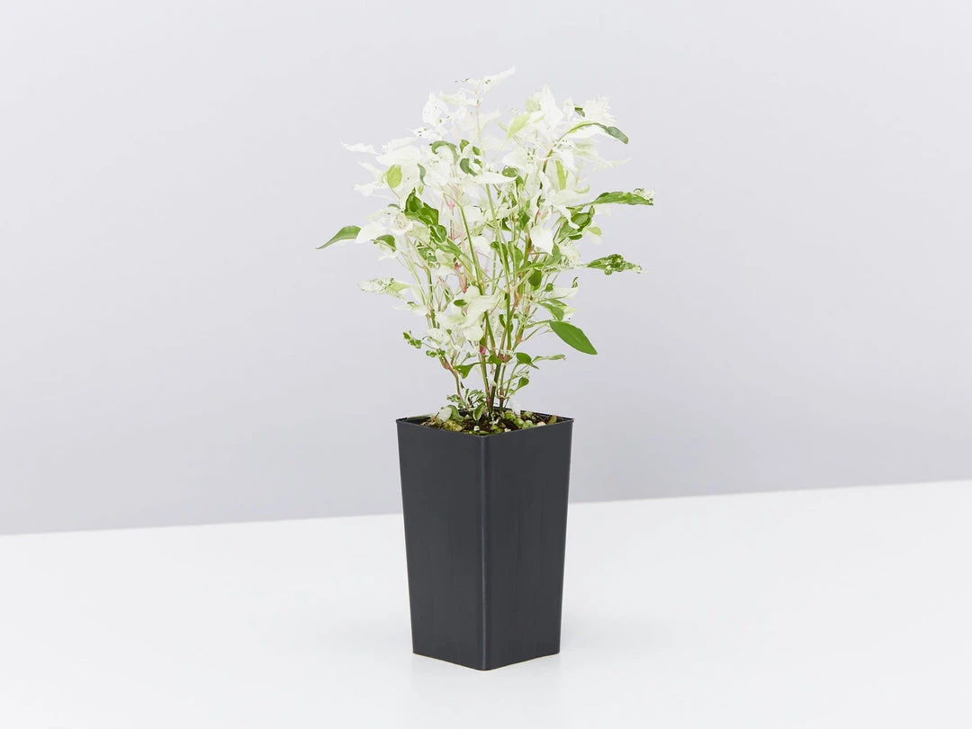 Shrubs Alternanthera Ficoidea Snow On The Mountain 5 Shrubs Alternanthera Ficoidea Snow On The Mountain