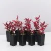 Ozbreed Shrubs Alternanthera Dentata Brazilian Red Hotsâ„¢ Plant Pack 2 Ozbreed Shrubs Alternanthera Dentata Brazilian Red Hotsâ„¢ Plant Pack