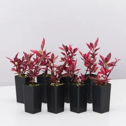 Ozbreed Shrubs Alternanthera Dentata Brazilian Red Hots™ Plant Pack