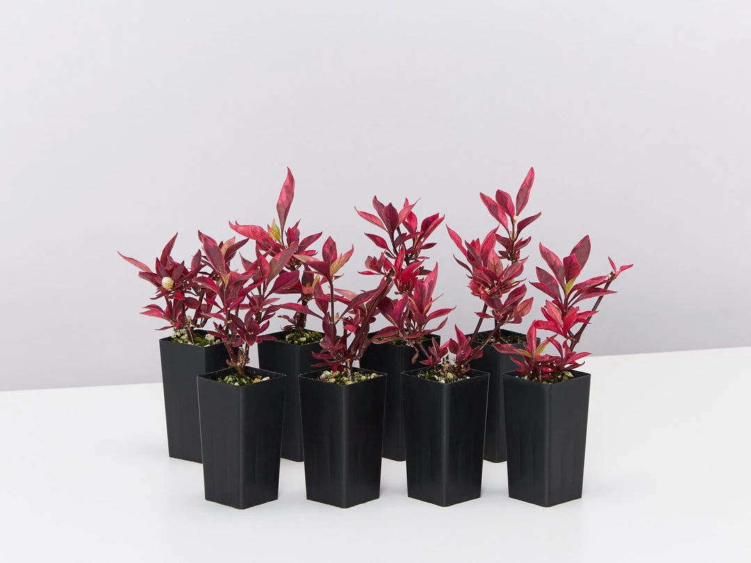 Ozbreed Shrubs Alternanthera Dentata Brazilian Red Hots™ Plant Pack 3 Ozbreed Shrubs Alternanthera Dentata Brazilian Red Hots™ Plant Pack