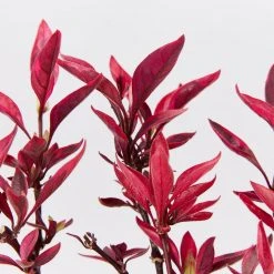 Ozbreed Shrubs Alternanthera Dentata Brazilian Red Hots™ Plant Pack 10 Ozbreed Shrubs Alternanthera Dentata Brazilian Red Hots™ Plant Pack
