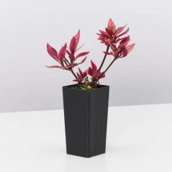 Ozbreed Shrubs Alternanthera Dentata Brazilian Red Hots™ Plant Pack 9 Ozbreed Shrubs Alternanthera Dentata Brazilian Red Hots™ Plant Pack