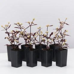 Shrubs Alternanthera Dentata 'Firebug'