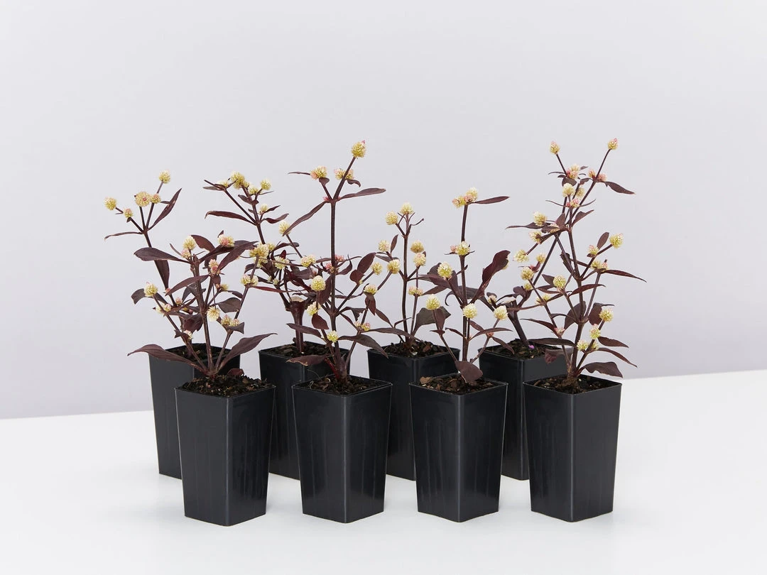 Shrubs Alternanthera Dentata 'Firebug' 3 Shrubs Alternanthera Dentata 'Firebug'