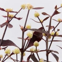 Shrubs Alternanthera Dentata 'Firebug' 10 Shrubs Alternanthera Dentata 'Firebug'